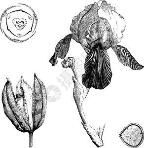 龙舌兰复古插画雕刻绘画白色艺术黑色植物插图高清图片