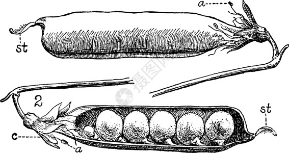 豌豆豆类复古插画背景图片
