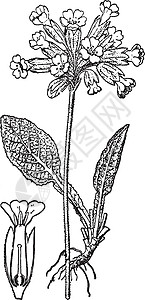 Cowslip 复古插画植物艺术绘画花朵插图白色黑色雕刻背景图片
