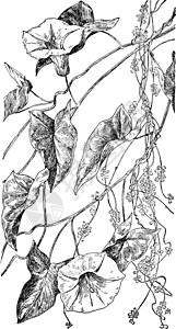 旋花和菟丝子复古插画图片