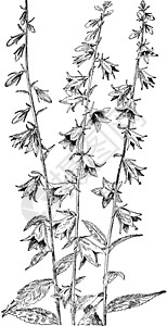 风铃草复古插画白色绘画植物艺术雕刻插图黑色背景图片