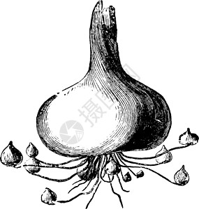 唐菖蒲球茎的增加模式复古插画插画