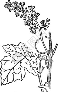 藤蔓复古插画花朵黑色雕刻艺术插图白色树叶绘画成长背景图片