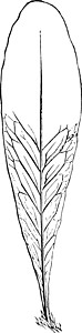 复古插画树叶植物白色插图绘画艺术传单黑色雕刻叶子背景图片