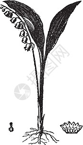 吐尔根杏花谷铃兰复古插画绘画树叶插图长方形黑色艺术花朵白色杯子雕刻插画