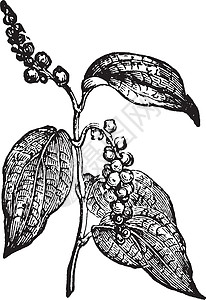 黑胡椒复古插画白色树叶卵形绘画胡椒艺术插图种子雕刻背景图片