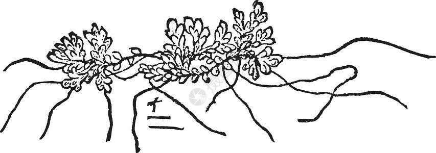 满江红复古插画黑色插图种子白色雕刻艺术植物绘画插画