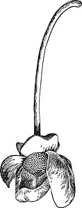 子宫骨质结晶素古代插图分支机构花梗艺术绘画黑色节间雕刻白色插画