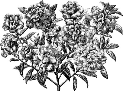凤仙花杜鹃花复古插画插图植物艺术白色黑色绘画雕刻插画