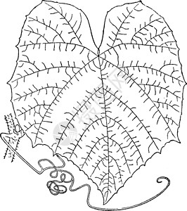 复古插画树叶下位白色花朵雕刻插图花瓣藤蔓磁盘艺术背景图片