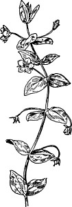 阿那加Pimpernel 陈年插图雕刻绘画仙女植物黑色牧羊人红色白色生长繁缕插画