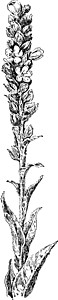 毛相林伟大的木林古董插图插画