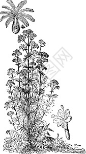 缬草复古插画黑色医疗草本植物艺术雕刻绘画插图白色植物插画