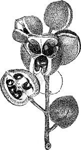 古代插图白色黑色水果种子雕刻植物绘画树叶艺术背景图片