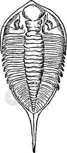 接合翅目古代插图翅目尼人艺术三叶虫白色黑色绘画雕刻插画