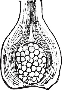 Isoetes 复古插画插图白色被子家庭黑色艺术雕刻绘画植物背景图片