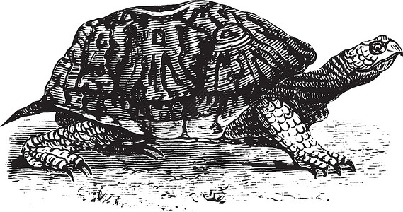 乌龟盒 陈年插图背景图片