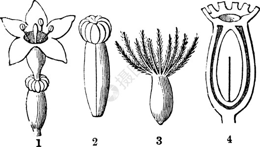 缬草复古插画花萼植物插图雕刻水果白色艺术绘画黑色种子背景图片