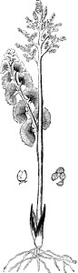 复古插图双方绘画孢子树叶白色艺术雕刻黑色扇子月球背景图片