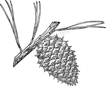 沥青松树复古插画的松果背景图片