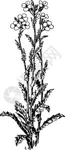 阿尔比恩古董插图艺术植物绘画黑色树叶雕刻白色插画