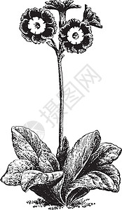 Auricula 古代插图白色黑色树叶雕刻艺术绘画背景图片