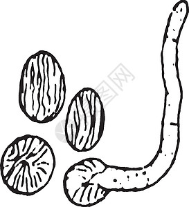 指球菌属古典插图雕刻绘画孢子囊白色黑色艺术模具菌丝体插画