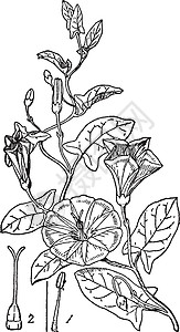 旋花复古插画绘画黑色插图喇叭艺术树叶雕刻背景图片