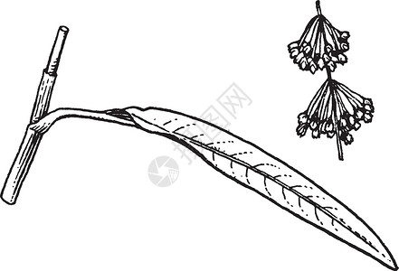 羊蹄复古插画艺术黑色雕刻绘画叶子白色插图背景图片