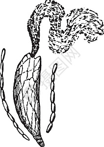 博鳌亚洲论坛成立会址Mnium 复古插画白色绘画黑色苔藓雕刻艺术植物插图插画