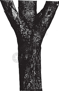 梨树复古插画雕刻白色分支机构绘画黑色插图艺术背景图片