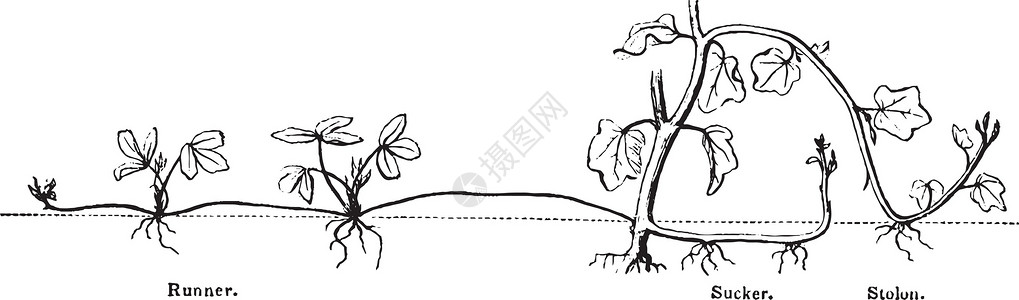 运行者古董插图背景图片