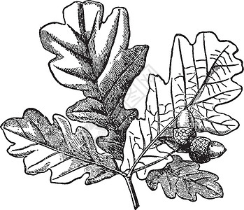 橡树叶古代插图橡木白色雕刻绘画黑色艺术橡子叶子背景图片