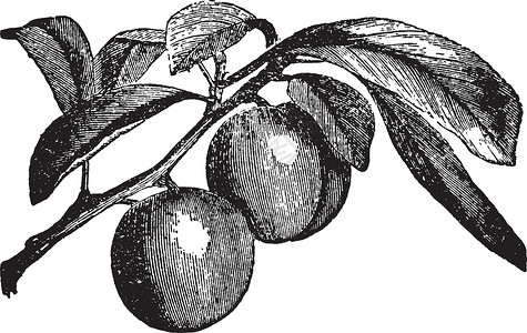 梅花复古插画插图雕刻绘画水果艺术黑色树木国家杏仁白色背景图片