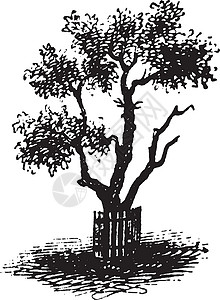 梨树复古插画白色黑色艺术插图雕刻绘画背景图片
