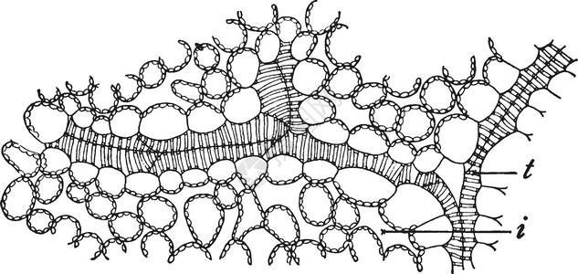 Xylem 历史插图雕刻黑色绘画艺术白色植物生理木质部背景图片