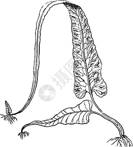 走蕨复古插画叶子艺术黑色插图树叶雕刻蕨类白色刀片绘画背景图片