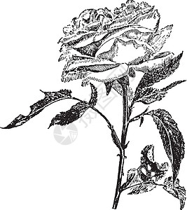 黄雀克罗斯玫瑰复古插画花瓣绘画艺术插图雕刻黑色白色插画