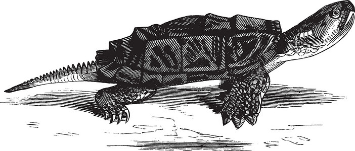 捕捉海龟 老古董插图背景图片