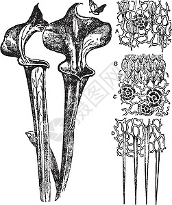 萨拉索塔古代插图绘画腺体艺术白色黑色雕刻插画