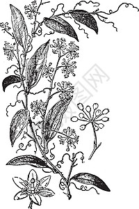 复古插画艺术黑色绘画白色草药树叶插图雕刻背景图片