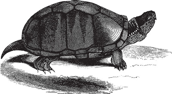 泥龟复古插画背景图片