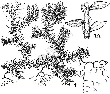 指球菌属卷柏复古插画雕刻白色黑色绘画栽培植物插图球菌艺术插画