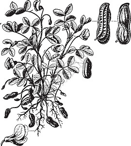 花生复古插画绘画种子插图艺术黑色雕刻豆类白色背景图片