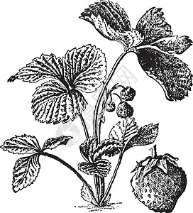 草莓复古插画艺术插图水果雕刻黑色白色绘画插画
