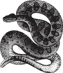 鼠蛇 老古董插图高清图片