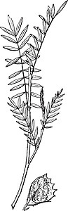 Sanfoin古老插图黑色白色雕刻树叶羽状艺术绘画植物背景图片