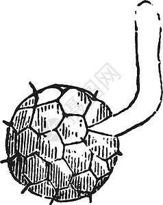 Tilletia 复古插画黑色绘画白色插图雕刻铁线艺术孢子背景图片