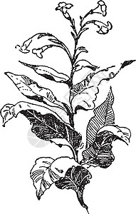 复古插画植物黑色插图绘画白色雕刻艺术背景图片