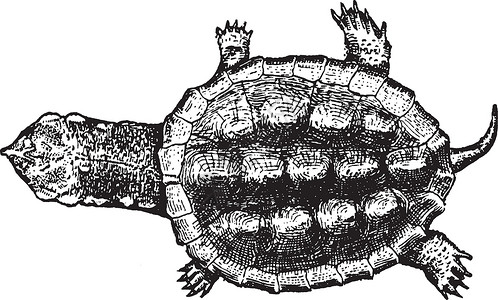 表征海龟 古董插图插画